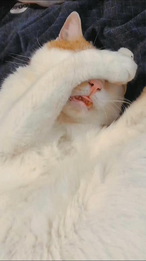 梦到猫抓自己的脚是什么意思