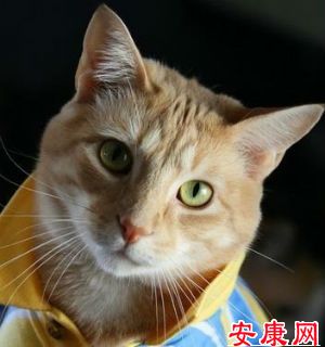 男人梦见猫是什么预兆