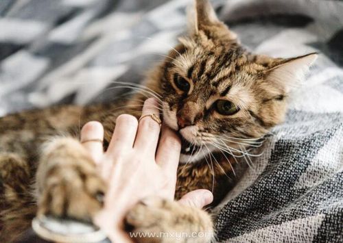 男人梦见两只猫是什么预兆