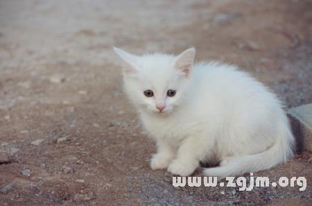 梦见小猫是什么预兆周公解梦