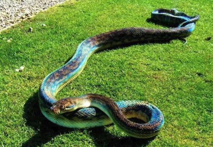 梦见两条巨大的蟒蛇是什么意思