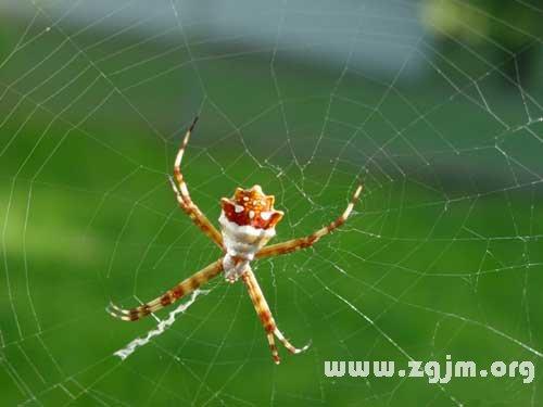 梦见脸上有蜘蛛网是怎么回事