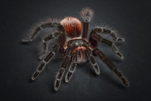 梦见黑色的蜘蛛网缠在身上