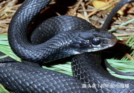 梦见一条很大很长的黑色蟒蛇
