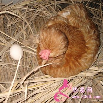 梦见母鸡下蛋还去捡了蛋破了