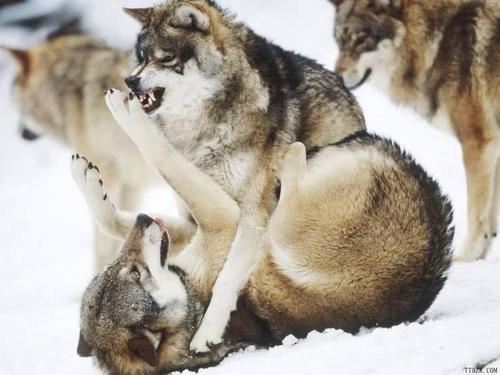 梦见狼和狗打架是什么意思