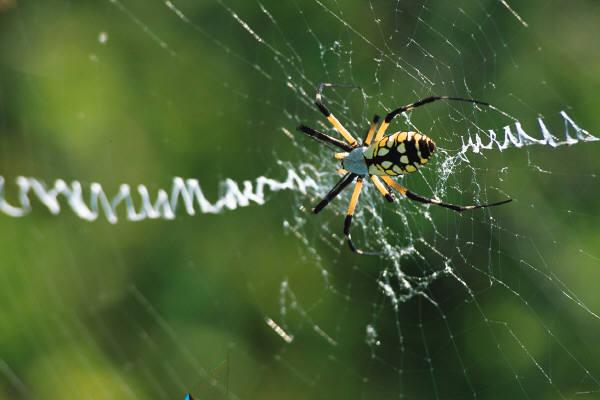 梦见很多蜘蛛网和蜘蛛挡住去路