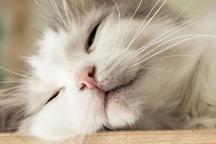 梦见白猫是什么意思