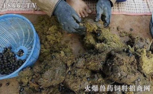 梦到好多牛粪便