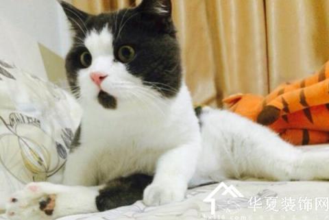 梦见猫是什么预兆