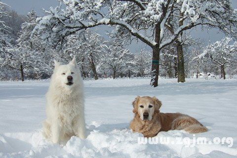 梦见满地都是雪是什么预兆