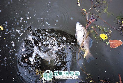 梦见很多很多死鱼漂在水上