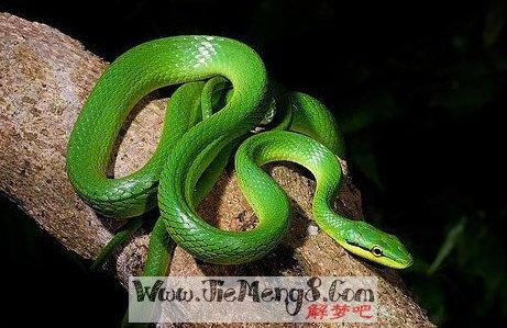 梦见一条大绿蛇是什么征兆
