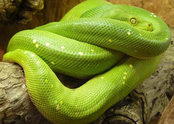 女人梦见绿蛇好不好,梦见一条大绿蛇是什么征兆图5