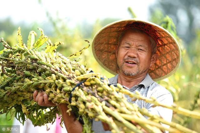 梦见自己头发白了还掉了好多