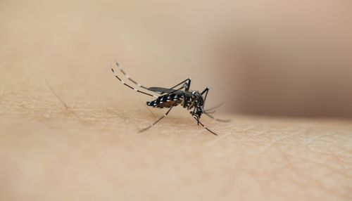 梦见蚊子是什么预兆