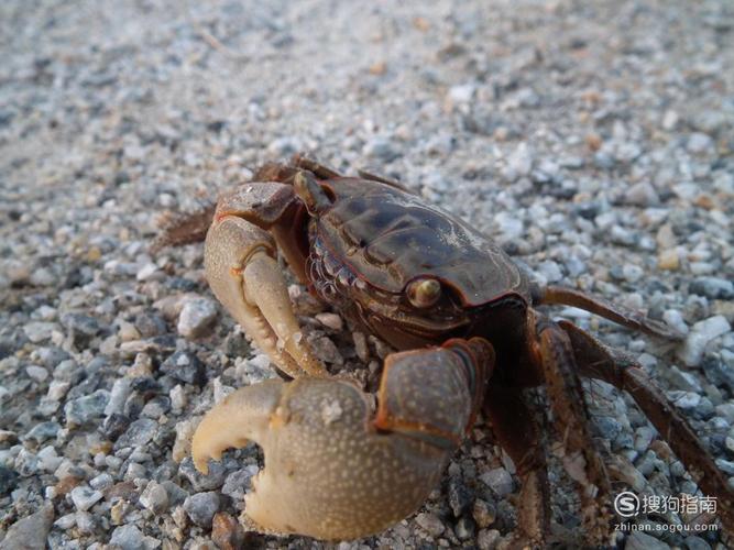 梦见螃蟹夹手是什么预兆