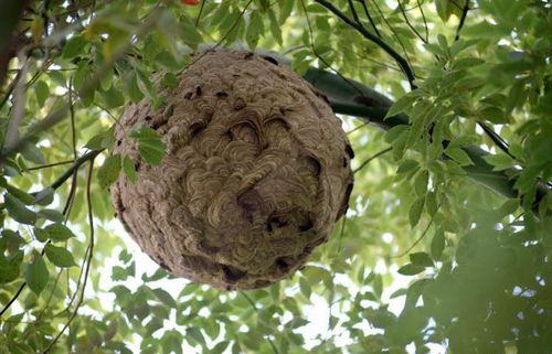 孕妇梦见蜂巢是什么意思