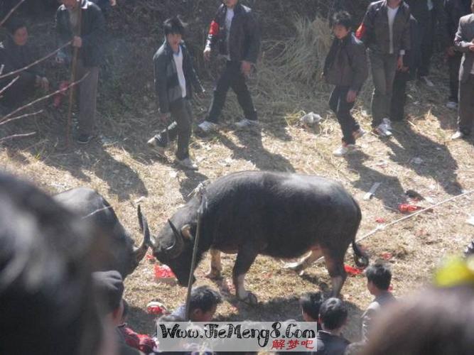 梦见老公和别人打架是什么征兆