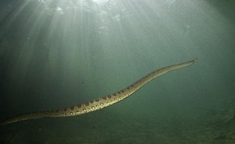 梦见蟒蛇在水里游是什么意思
