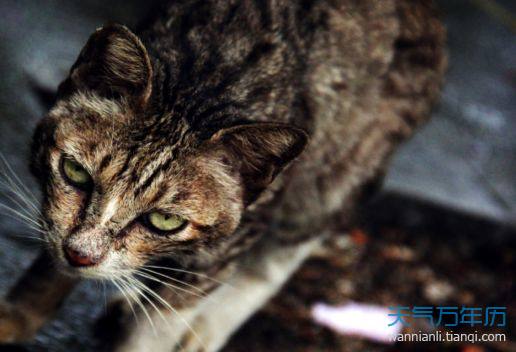 梦见猫抓我是什么意思,梦见猫抓我后背是什么意思