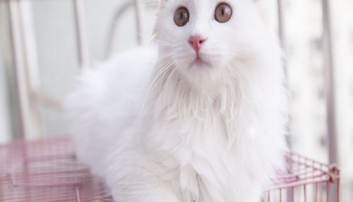 梦见白猫扑向自己是什么预兆,怀孕初期