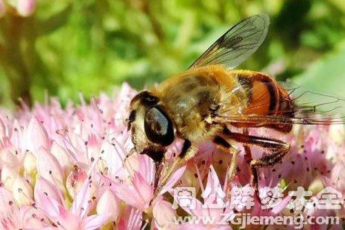 男人梦见蜜蜂是什么预兆周公解梦