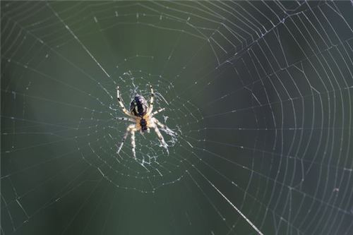 女人梦见蜘蛛后被吓醒是什么意思呢