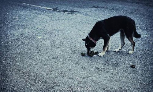 做梦狗拉屎臭是什么意思