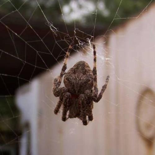梦到黑色大蜘蛛爬到身上