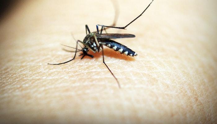 女人梦见蚊子很多预示着什么意思呢