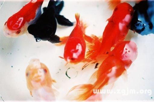 女人梦见好多红鱼在水里游有的半死不活