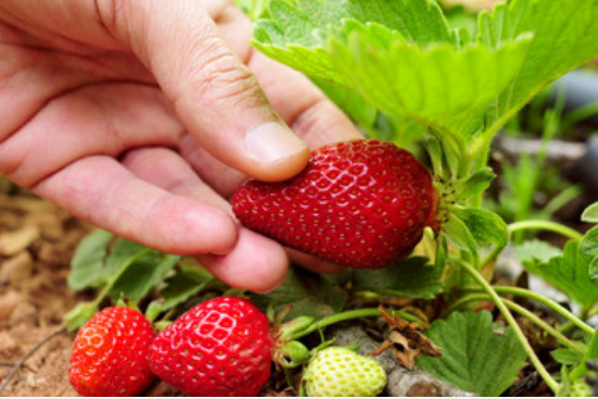 梦见摘草莓是什么预兆,梦见去摘草莓是什么意思?图1
