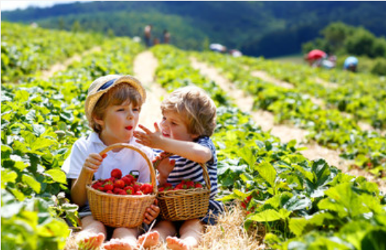 梦见摘草莓是什么预兆,梦见去摘草莓是什么意思?图2