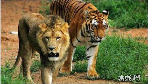 周公解梦梦见老虎狮子追着咬自己