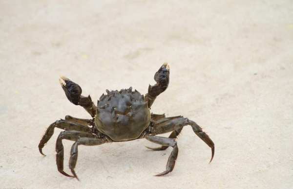 梦见螃蟹夹手指头,梦见被螃蟹夹手流血图2