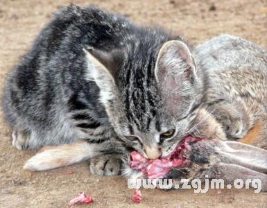 梦见一群猫追我是什么意思啊