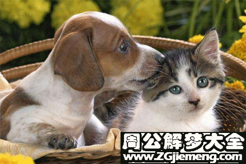 梦见猫追我是什么意思