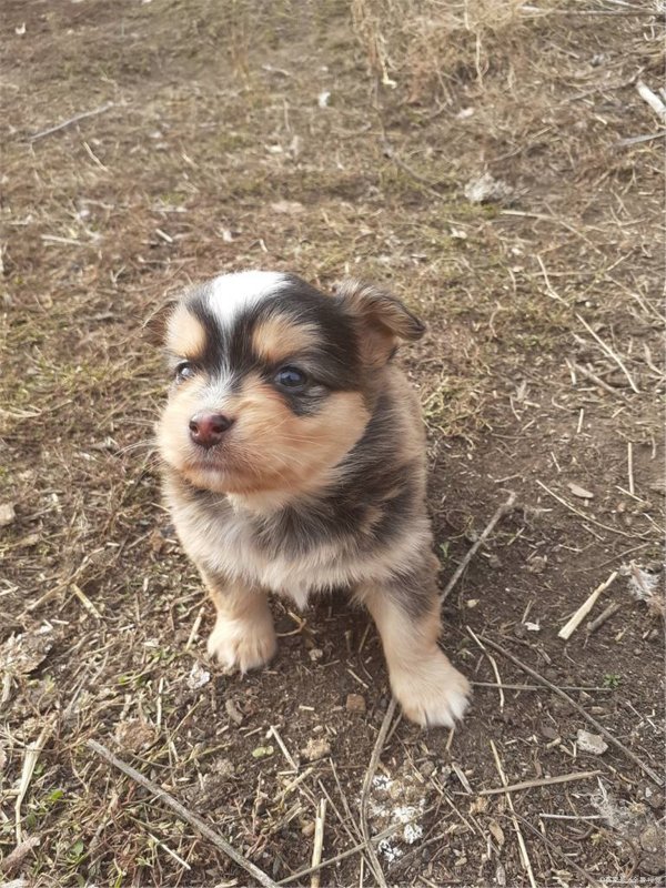 周公解梦梦见幼犬,周公解梦之梦见狗咬自己的女儿图3