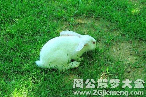 梦见兔子是什么预兆 梦见兔子是什么意思呢