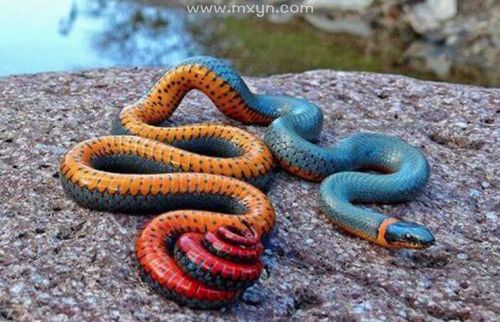 梦见彩色的蛇是什么意思啊