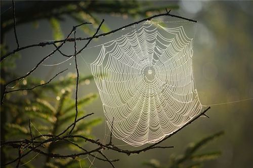梦见蜘蛛网缠身是什么意思网在头上