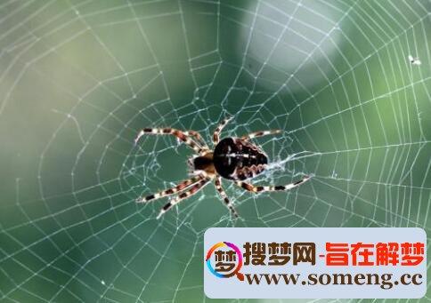 梦见蜘蛛网和蜘蛛是什么意思