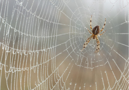 梦见大蜘蛛还有网啥含义 这是坏的兆头呢