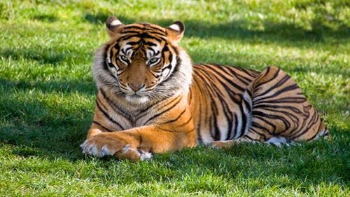 梦见老虎是什么预兆