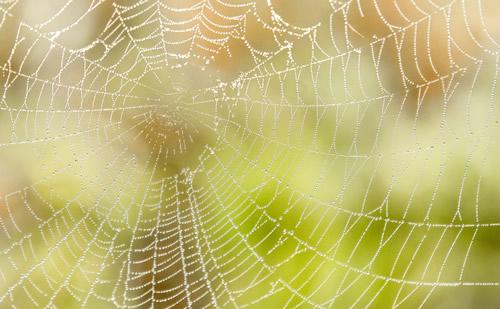 梦见蜘蛛网粘头上是什么意思