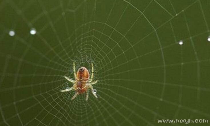 梦见头顶蜘蛛网和蜘蛛掉头上