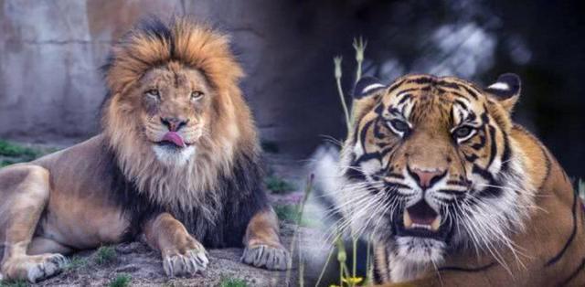 梦见狮子和老虎打架是什么意思