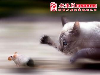 做梦梦到猫是啥意思