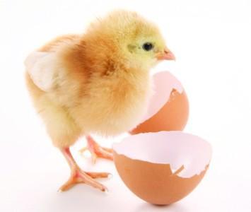 梦见鸡蛋里孵出小鸡仔什么意思呢